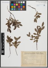 Foto von Salix arbuscula L.